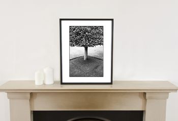 Geometry, Tree, Wimpole Estate Photographic Art Print, 2 of 4
