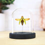 Golden Jewel Beetle Insect Bug Entomology Taxidermy Bell Jar, thumbnail 1 of 3