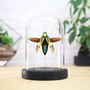 Metallic Banded Jewel Beetle Insect Bug Entomology Taxidermy Bell Jar, thumbnail 1 of 3