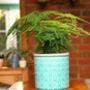 Turquoise Moroccan Ceramic Planter With Asparagus Fern, thumbnail 1 of 3