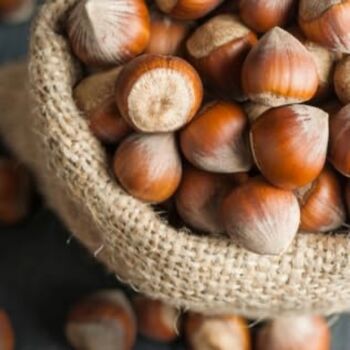 Hazelnut Tree Kentish Cobnut, 2 of 8