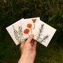 Grow Your Own Welsh Herbs Seed Kit, thumbnail 2 of 9