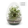 Complete Egg Glass Diy Terrarium Kit | 'Santiago', thumbnail 2 of 9
