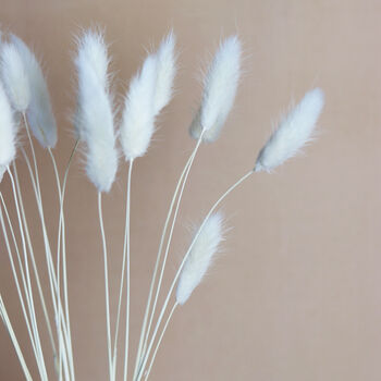Natural Dried Fluffy Bunny Tail Bunch, 3 of 5