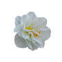Spring Bulbs Daffodil 'Double Mixed' 24 Bulb Pack, thumbnail 1 of 5