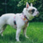 Cottage Floral Dog Harness, thumbnail 4 of 7