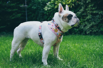 Cottage Floral Dog Harness, 4 of 7