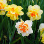 Spring Bulbs Daffodil 'Double Mixed' 24 Bulb Pack, thumbnail 2 of 5