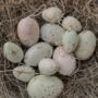 Six Pastel Hanging Easter Eggs, thumbnail 3 of 3
