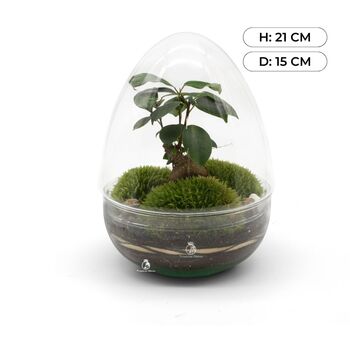 Bonsai Diy Terrarium Kit: Stylish Plant Decor | 'Kyoto', 2 of 11