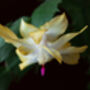 Yellow Christmas Cactus Multipack Three X 13cm Pots, thumbnail 2 of 6