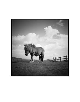Billy, Shetland Pony Photographic Art Print, 3 of 12