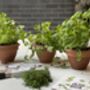 Grow Your Own Herb Kit | Six Herb Varieties To Grow, thumbnail 2 of 5