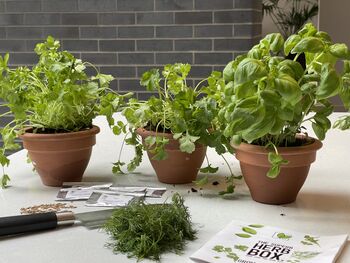 Grow Your Own Herb Kit | Six Herb Varieties To Grow, 2 of 5