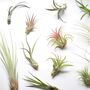 Air Plant Varieties Plant Gift For Plant Lover, thumbnail 12 of 12
