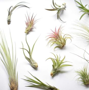 Air Plant Varieties Plant Gift For Plant Lover, 12 of 12