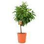 Citrus Orange Tree – 5 L Pot Indoor Fruit Plant, thumbnail 1 of 4