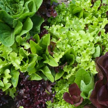 Sustainable Grow Your Own Veg Kit X2 Varieties Of Veg, 8 of 12