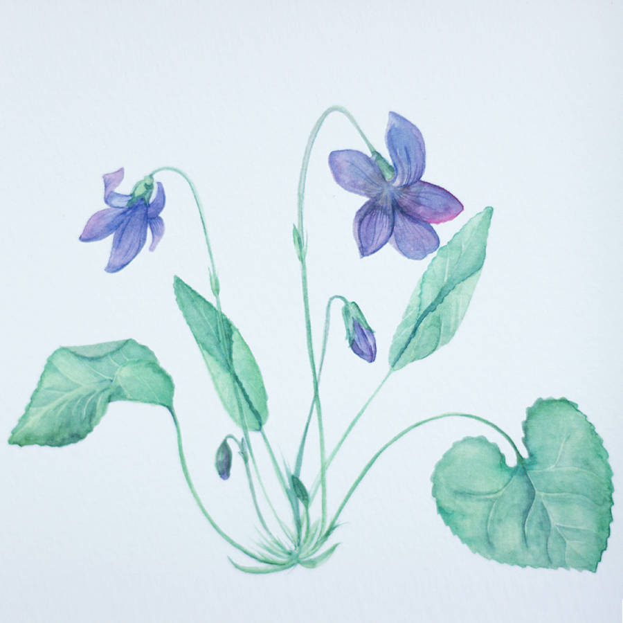 botanical violet print by de winton paper co. | notonthehighstreet.com