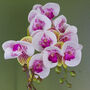 Pink Orchid Artificial Gold Pot 48cm Harlequin, thumbnail 3 of 3