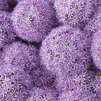 Allium 'Purple Sensation' 48 X Spring Bulb Pack, 4 of 5