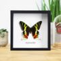 Madagascan Sunset Moth Butterfly Entomology Taxidermy Box Frame Dorsal View, thumbnail 1 of 4