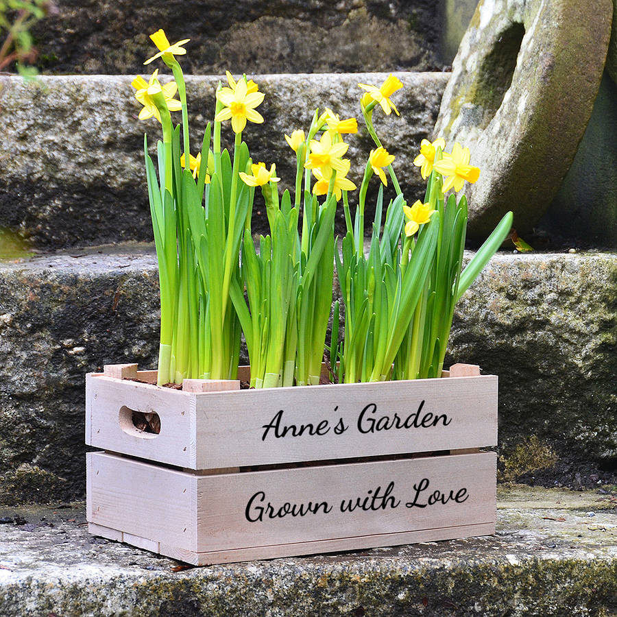 Personalised Small Crate With Daffodil Bulbs By Plantabox