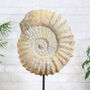 Giant Xl Mantelliceras Ammonite Fossil Stand, thumbnail 2 of 3