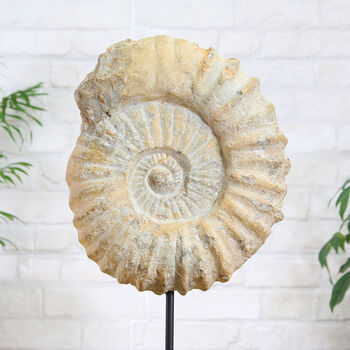 Giant Xl Mantelliceras Ammonite Fossil Stand, 2 of 3