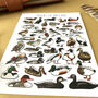 Ducks Of Britain Watercolour Postcard, thumbnail 7 of 12