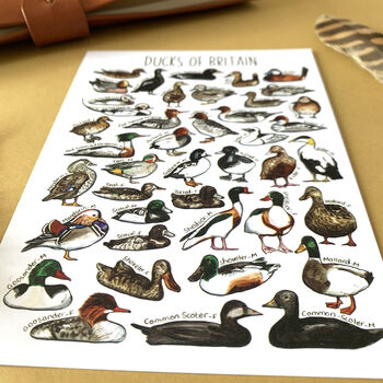 Ducks Of Britain Watercolour Postcard, 7 of 12