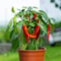 Chilli Plants, 'Super Chilli', thumbnail 4 of 11