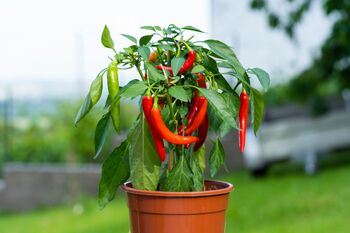 Chilli Plants, 'Super Chilli', 4 of 11