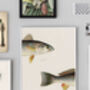 Vintage Fish Illustration Giclée Wall Art, thumbnail 1 of 5