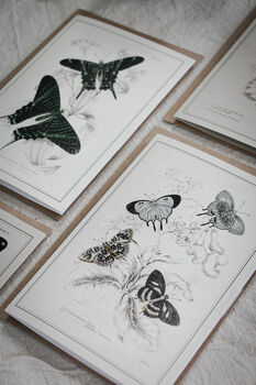 Colour Butterfly Greeting Cards – Set Of Four Vintage A6 Designs, 8 of 11