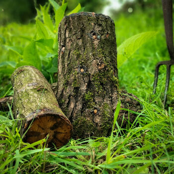 Ready To Grow Gourmet Mushroom Log Small, 8 of 12