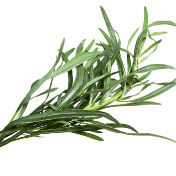 Herb Plants 'French Tarragon' Two X Plants 9cm Pots, 5 of 10