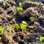 Set Of Three Grow Your Own Vegetable Seeds Gift, thumbnail 2 of 7