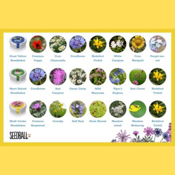 Wildflower Seed Mixes For British Bumblebees, 10 of 11
