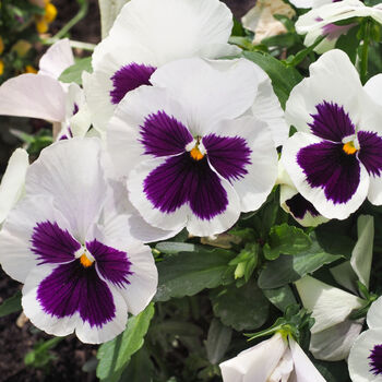 Flowers Pansy 'White Blotch' Six X Plant Pack, 4 of 6