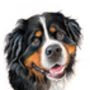 Pet Portrait In Pastel Pencil Drawing Painting, thumbnail 2 of 8