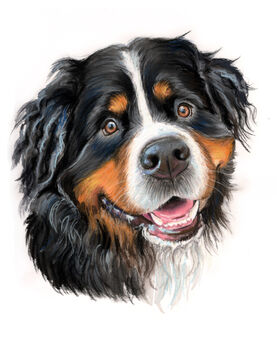 Pet Portrait In Pastel Pencil Drawing Painting, 2 of 8