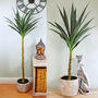 Artificial Yucca Tree Faux Indoor House Plants, thumbnail 3 of 4