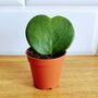 Love Heart Plant Hoya Kerrii Single Hearts Gift, thumbnail 3 of 4