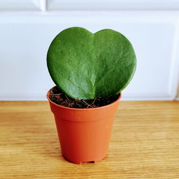 Love Heart Plant Hoya Kerrii Single Hearts Gift, 3 of 4