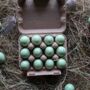 Box Of 60 Light Green Quails Eggs, thumbnail 10 of 11