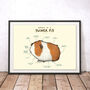 Anatomy Of A Guinea Pig Art Print By Sophie Corrigan, thumbnail 1 of 4