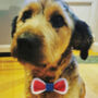 Hand Crocheted 100% Cotton Celebration Pet Bow Tie, thumbnail 1 of 4