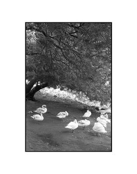 Swans, Prague Photographic Art Print, 3 of 4