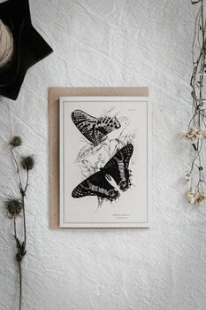 Vintage Butterfly Card Set – Mixed Pack Of Four, 7 of 10
